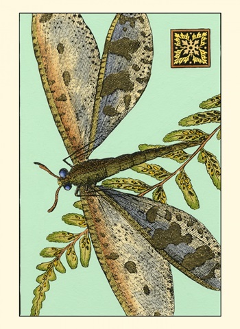 Dragonfly on Aqua III