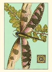 Dragonfly on Aqua IV