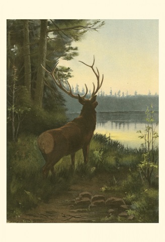 Elk