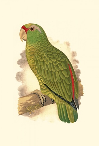 Festive Amazon Parrot