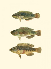 Fish of the Coral Reef I