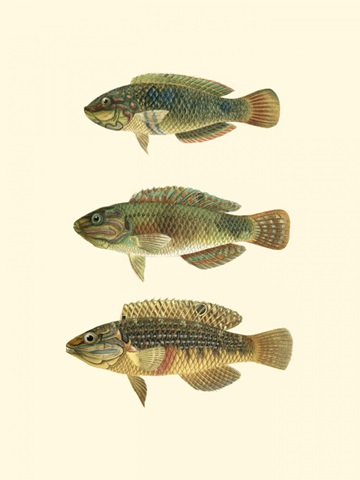 Fish of the Coral Reef I