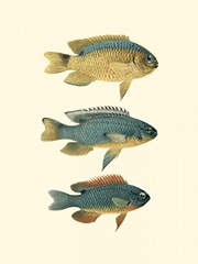 Fish of the Coral Reef II