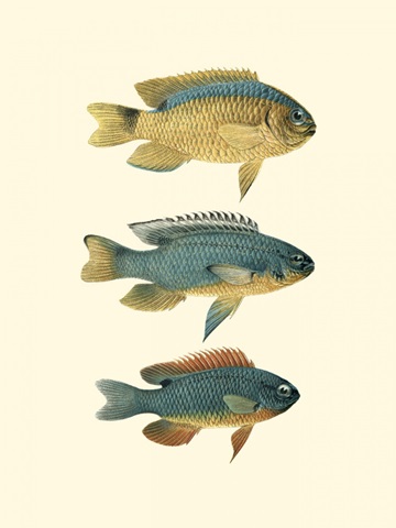 Fish of the Coral Reef II