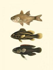 Fish of the Coral Reef III