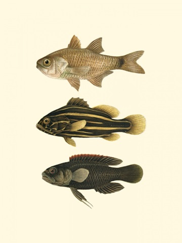 Fish of the Coral Reef III