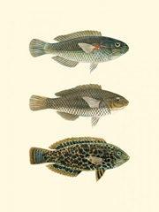 Fish of the Coral Reef IV