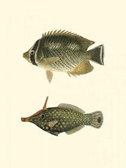 Fish of the Coral Reef V