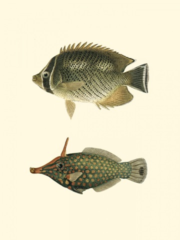 Fish of the Coral Reef V