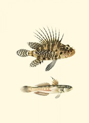 Fish of the Coral Reef VI