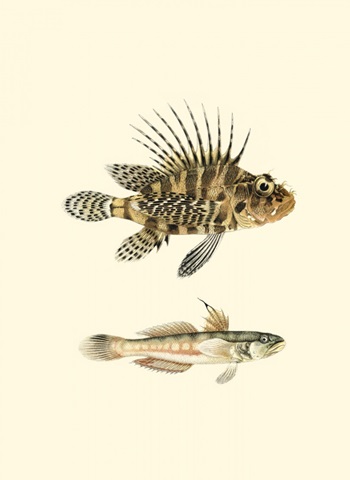 Fish of the Coral Reef VI