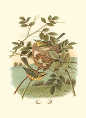 Golden Crowned Kinglet and Nest
