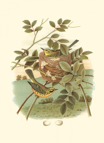 Golden Crowned Kinglet and Nest
