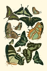 Green Butterfly Study