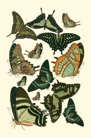 Green Butterfly Study