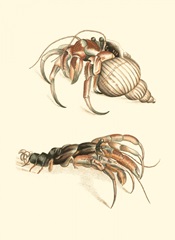 Hermit Crabs I