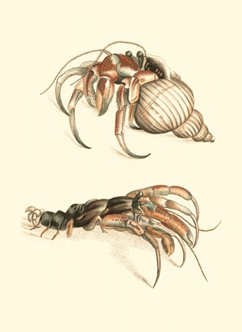 Hermit Crabs I