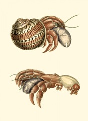 Hermit Crabs II