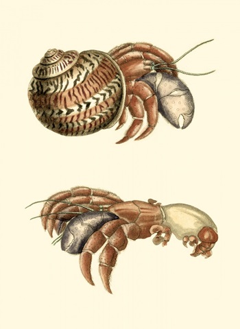 Hermit Crabs II