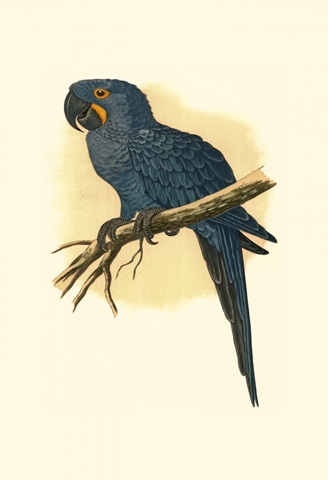 Hyacinthine Macaw