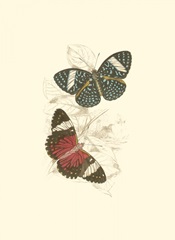 Jardine Butterflies I