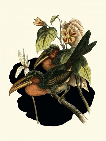 Curl Crested Aracari