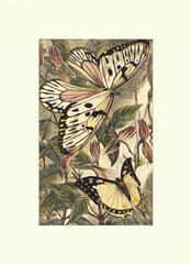 Dancing Butterfly II