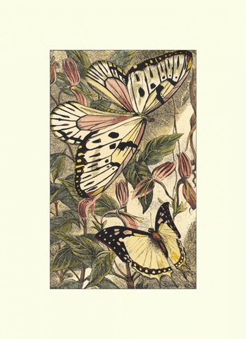 Dancing Butterfly II