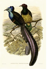 Gould Bird of Paradise I