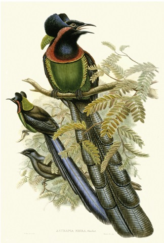 Gould Bird of Paradise II