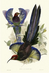 Gould Bird of Paradise III