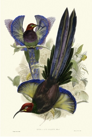 Gould Bird of Paradise III
