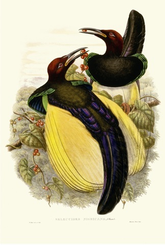 Gould Bird of Paradise IV