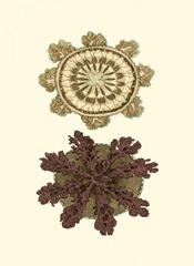 Jewels of the Sea VI