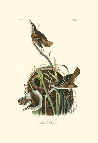 Marsh Wren
