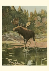 Moose
