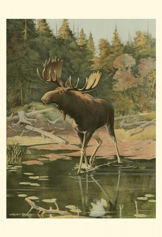 Moose