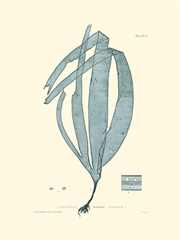 Nature Print in Aqua II