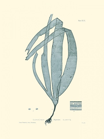 Nature Print in Aqua II