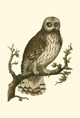 Nozeman Owls II