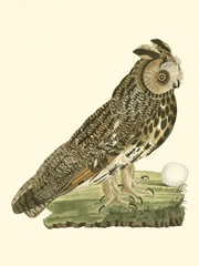 Nozeman Owls III
