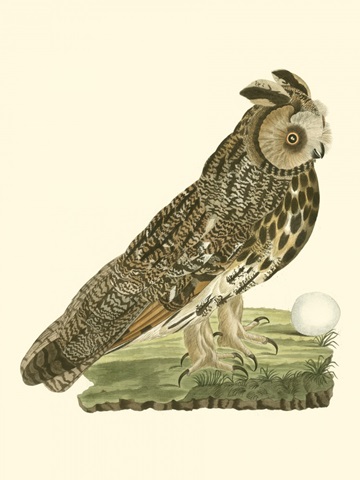 Nozeman Owls III