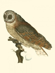 Nozeman Owls IV