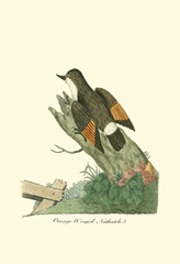 Orange-Winged Nuthatch