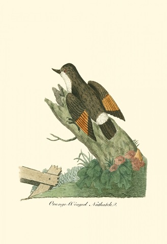 Orange-Winged Nuthatch