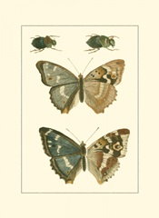 Papillion IV