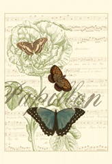 Papillon Melange II