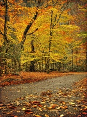 Path through Autumn