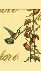 Peaceful Hummingbird I