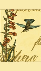 Peaceful Hummingbird II